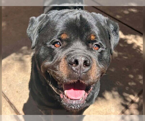 Medium Photo #1 Rottweiler Puppy For Sale in Martinez, CA, USA