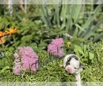 Small Photo #13 Bullhuahua-Chihuahua Mix Puppy For Sale in RAWSONVILLE, MI, USA