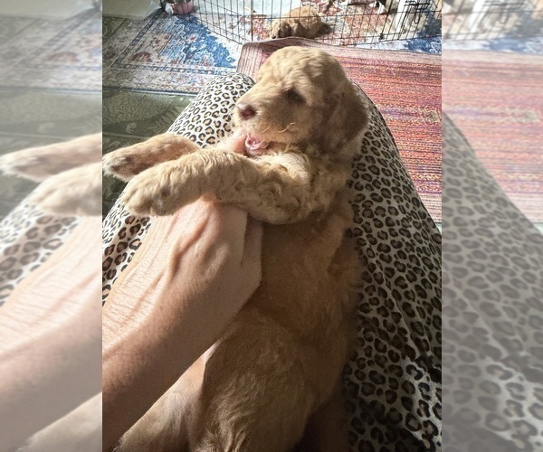 Medium Photo #39 Aussiedoodle Puppy For Sale in ASHEVILLE, NC, USA