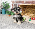 Small #1 Schnauzer (Miniature)