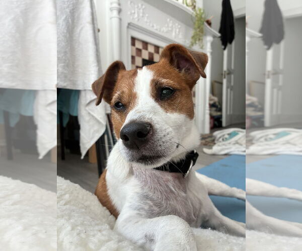 Medium Photo #40 Mutt Puppy For Sale in Philadelphia, PA, USA