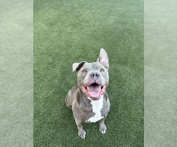 Medium Photo #2 American Bulldog Puppy For Sale in Chandler, AZ, USA