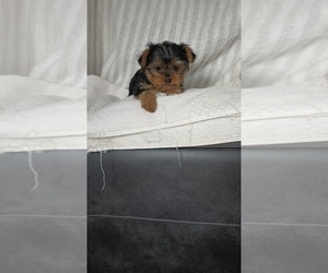 Medium Yorkshire Terrier