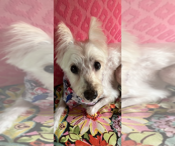 Medium Photo #3 Mutt Puppy For Sale in Spring Lake, NC, USA