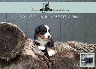 Bernese Mountain Dog Puppy for sale in COLUMBUS, IN, USA