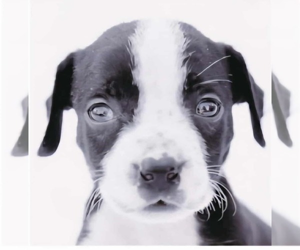 Medium Photo #8 American Staffordshire Terrier-Labrador Retriever Mix Puppy For Sale in Princeton, MN, USA