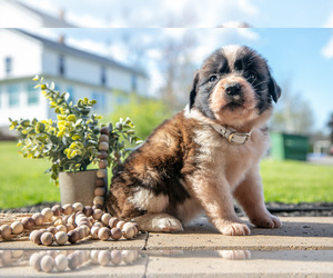 Saint Bernard Litter for sale in WEST FARMINGTON, OH, USA