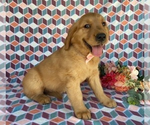 Golden Retriever Puppy for sale in LANCASTER, PA, USA