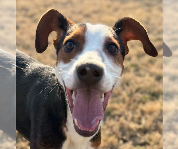 Medium Photo #3 Mutt Puppy For Sale in Canton, CT, USA