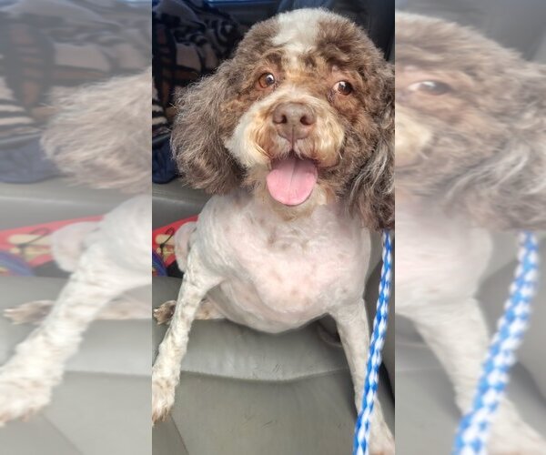 Medium Photo #1 Poodle (Miniature) Puppy For Sale in San Antonio, TX, USA