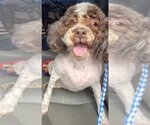 Small Poodle (Miniature)