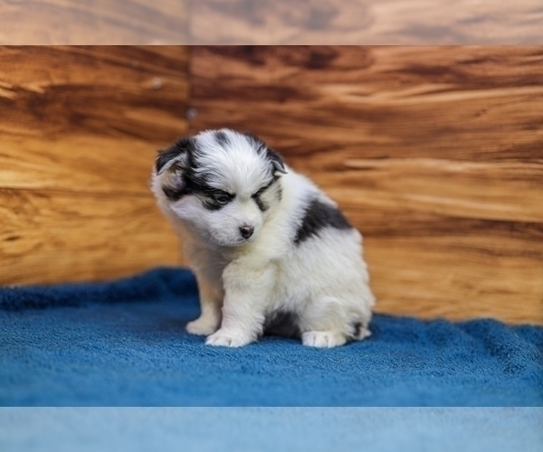 Medium Photo #5 Pomsky Puppy For Sale in TAMPICO, IL, USA