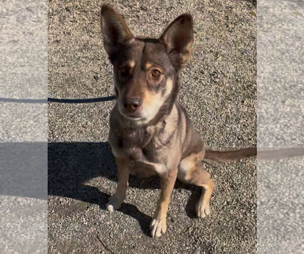 Medium Photo #1 Australian Kelpie-Unknown Mix Puppy For Sale in Woodland Hills, CA, USA