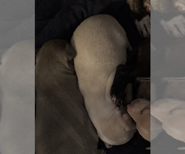 Medium Photo #1 Italian Greyhound Puppy For Sale in STILLWATER, OK, USA