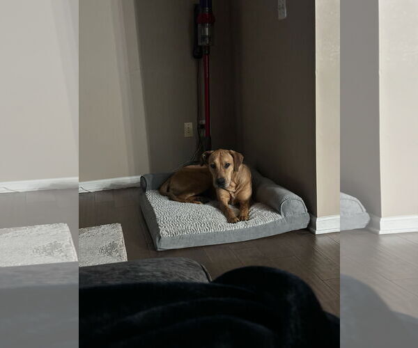 Medium Photo #10 Great Dane Puppy For Sale in Westminster, MD, USA