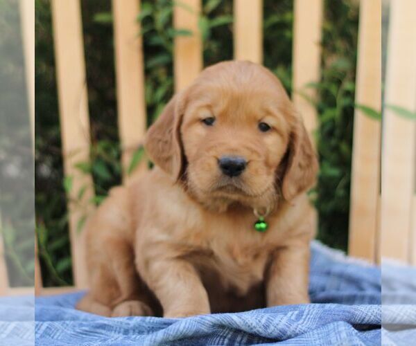 Medium Photo #1 Golden Irish Puppy For Sale in BLAIN, PA, USA
