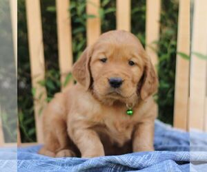 Golden Irish Puppy for sale in BLAIN, PA, USA