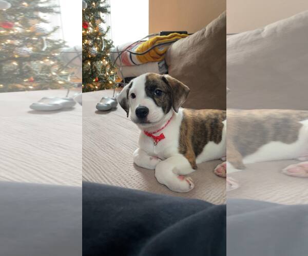 Medium Photo #2 American Staffordshire Terrier-Unknown Mix Puppy For Sale in Duluth, MN, USA