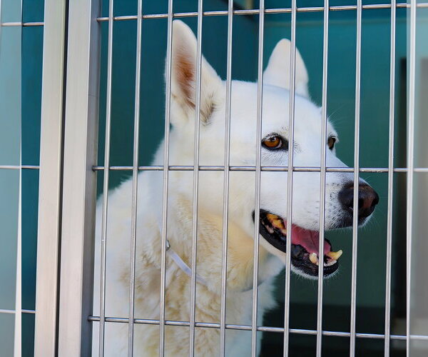 Medium Photo #1 German Shepherd Dog Puppy For Sale in Pasadena, CA, USA