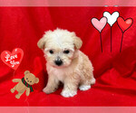 Small #3 Maltipoo