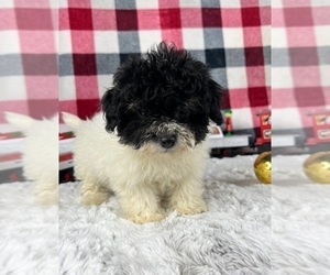 Maltipoo Puppy for sale in GREENWOOD, IN, USA