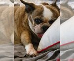 Small #1 Boston Huahua