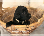 Small #2 Labradoodle
