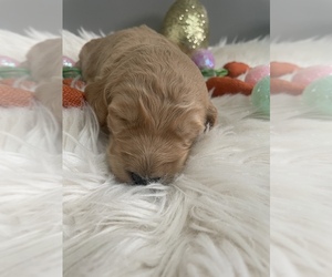 Goldendoodle Puppy for sale in BENTON, IL, USA