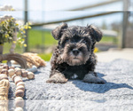 Small Photo #9 Schnauzer (Miniature) Puppy For Sale in BALTIC, OH, USA