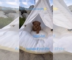 Small Photo #6 Maltipoo Puppy For Sale in MANHATTAN BEACH, CA, USA