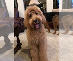 Small Photo #3 Goldendoodle Puppy For Sale in CONCORD, NC, USA