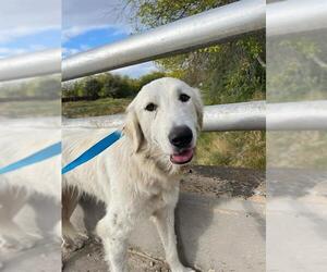Great Pyrenees-Unknown Mix Dogs for adoption in San Antonio, TX, USA