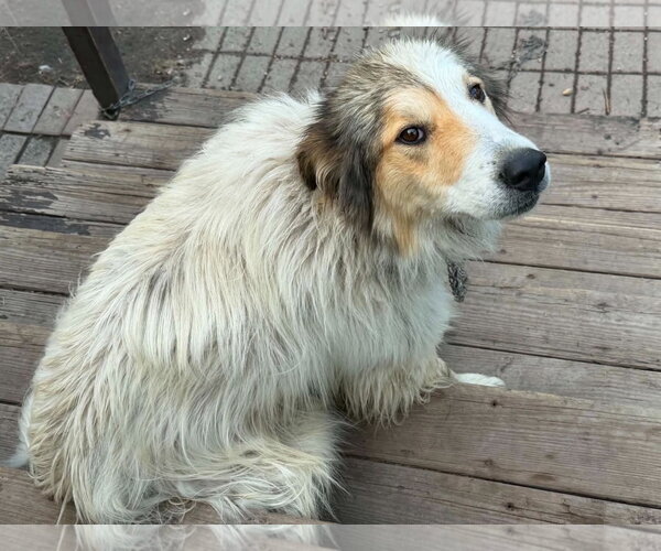 Medium Photo #2 Pyrenees Border Collie Puppy For Sale in Crystal, MN, USA