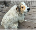 Small #1 Pyrenees Border Collie