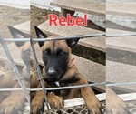 Small Photo #6 Belgian Malinois Puppy For Sale in HOYT, KS, USA