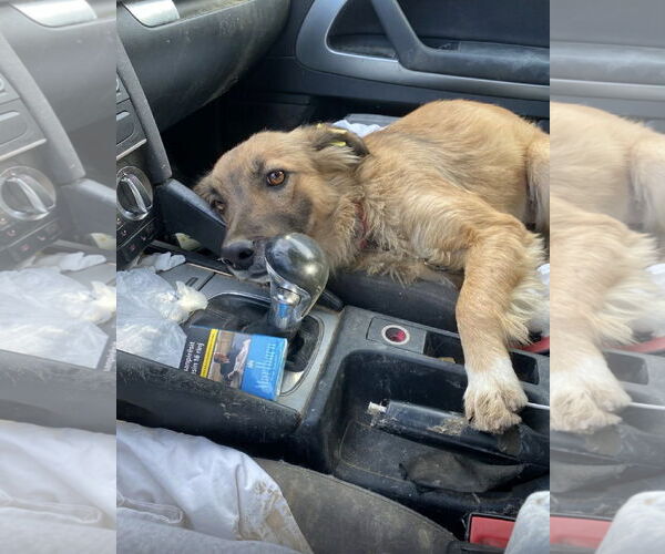 Medium Photo #3 Mutt Puppy For Sale in NYC, NY, USA