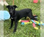 Small #1 Labrador Retriever Mix