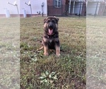 Small Photo #6 German Shepherd Dog Puppy For Sale in HEDGESVILLE, WV, USA