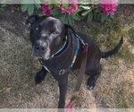 Small #7 Labrador Retriever Mix