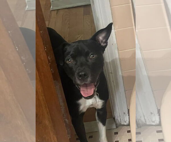 Medium Photo #6 Labrador Retriever-Unknown Mix Puppy For Sale in Doylestown, PA, USA