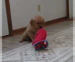 Small #11 Golden Retriever