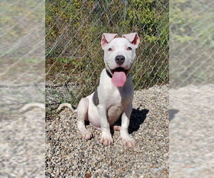 American Pit Bull Terrier Dogs for adoption in Lake City, MI, USA