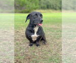 Small #4 Basset Hound-Retriever  Mix