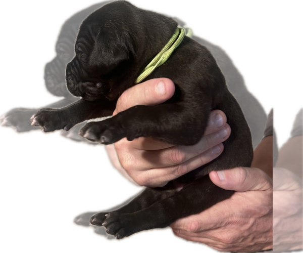 Medium Photo #4 Great Dane Puppy For Sale in WILLIS, TX, USA