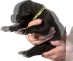 Small #3 Great Dane