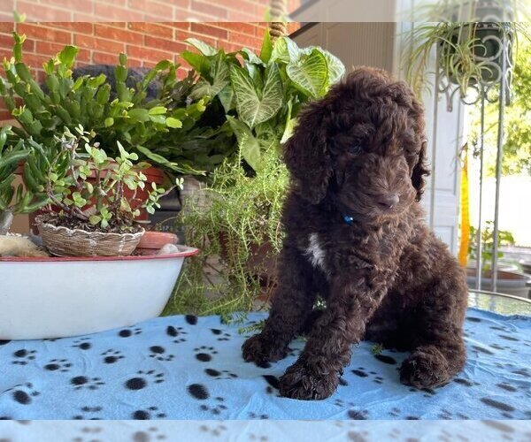 Medium Photo #3 Poodle (Standard) Puppy For Sale in MCALESTER, OK, USA