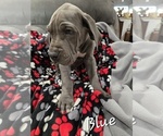 Small #2 Great Dane