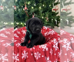 Labrador Retriever Puppy for sale in LELAND, NC, USA