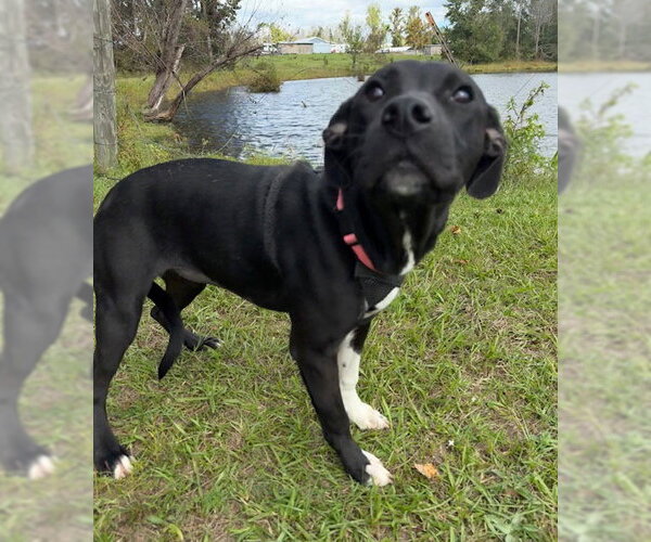 Medium Photo #3 Mutt Puppy For Sale in Tarrytown, GA, USA