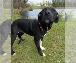 Small Photo #3 Mutt Puppy For Sale in Tarrytown, GA, USA
